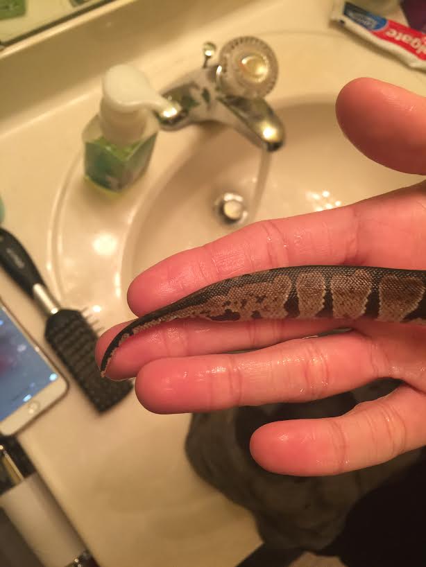 Baby ball python sick