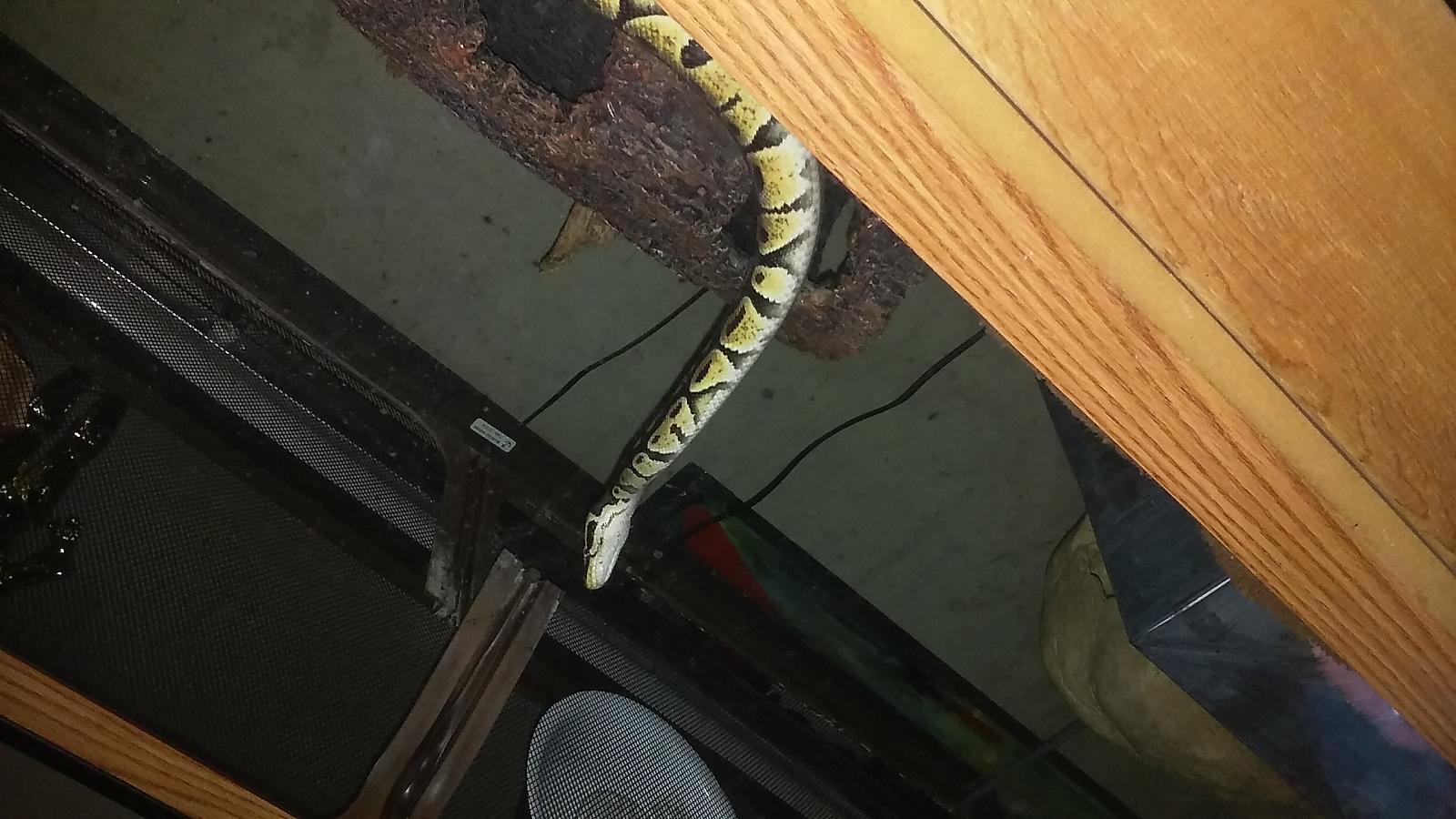 Noodle Baby Trying To Escape