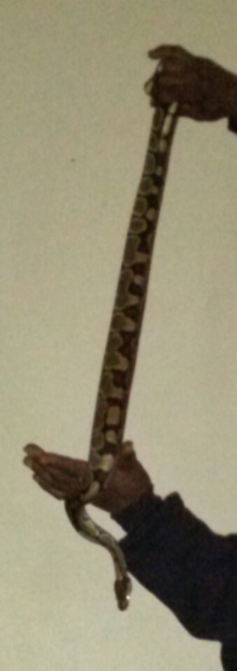 My ball Python