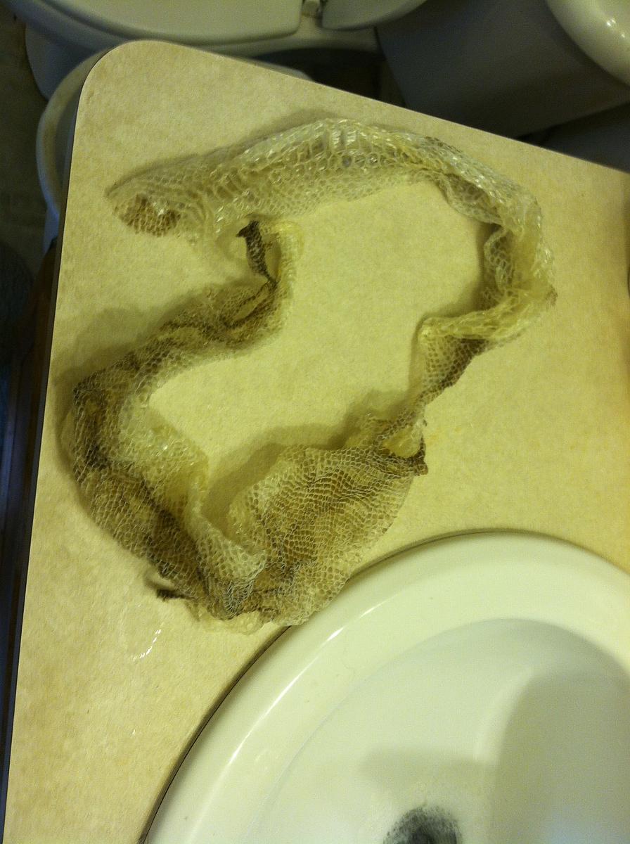 snake sheds
