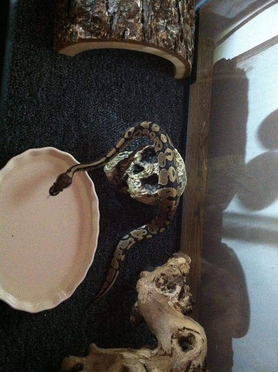 More BALL Pythons2