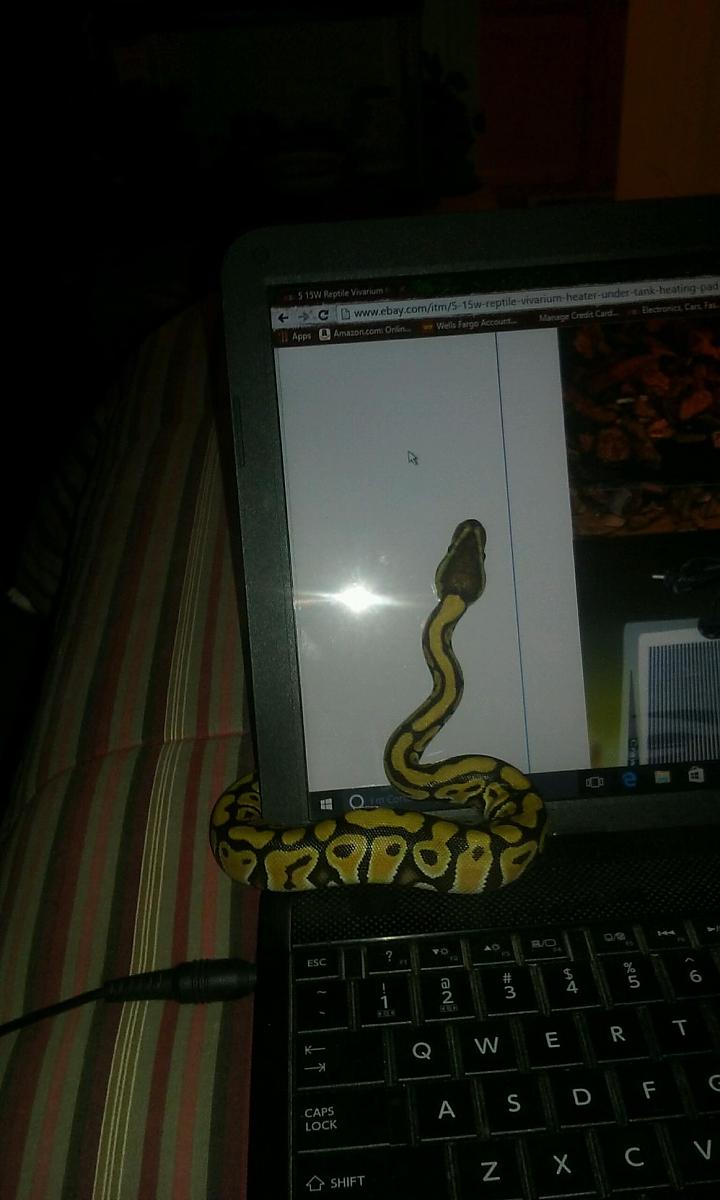 More BALL Pythons2