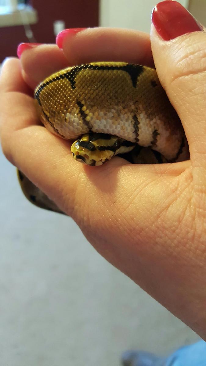 MORE BALL Pythons
