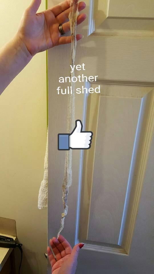 good  shed
