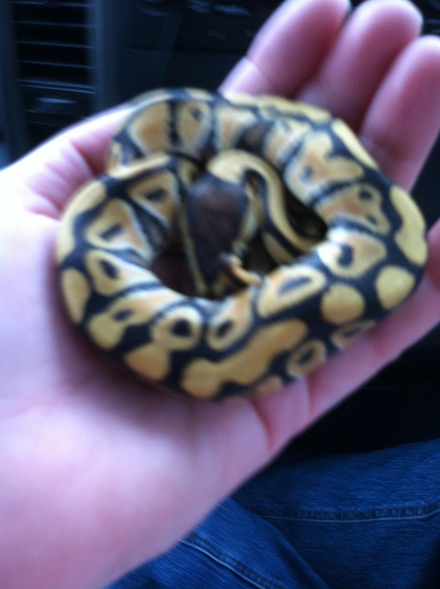 Drako Desert Ball