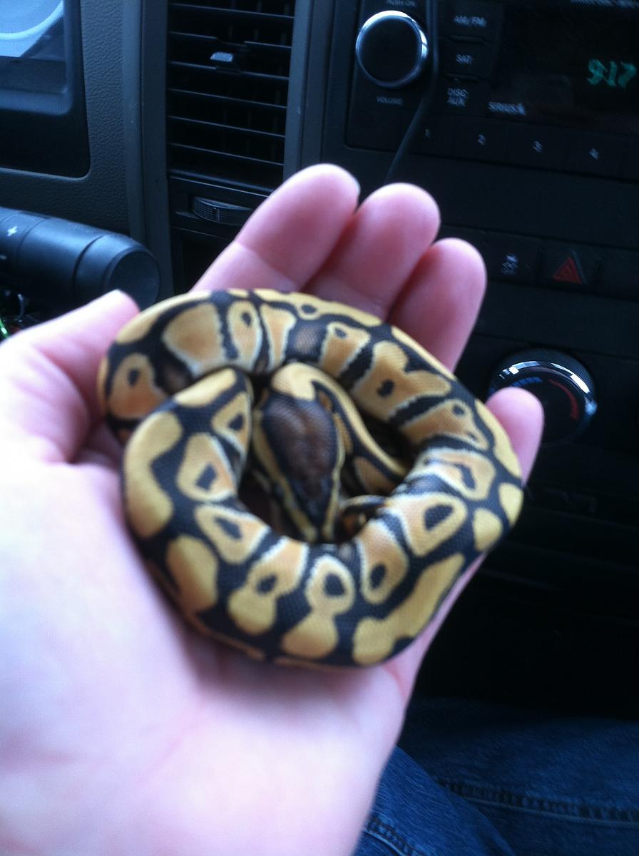 Drako Desert Ball