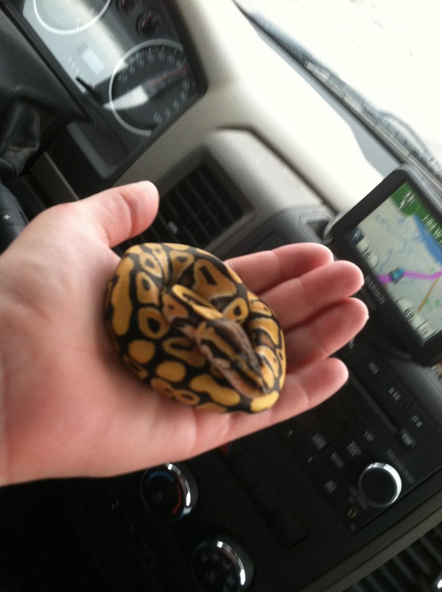 Drako Desert Ball