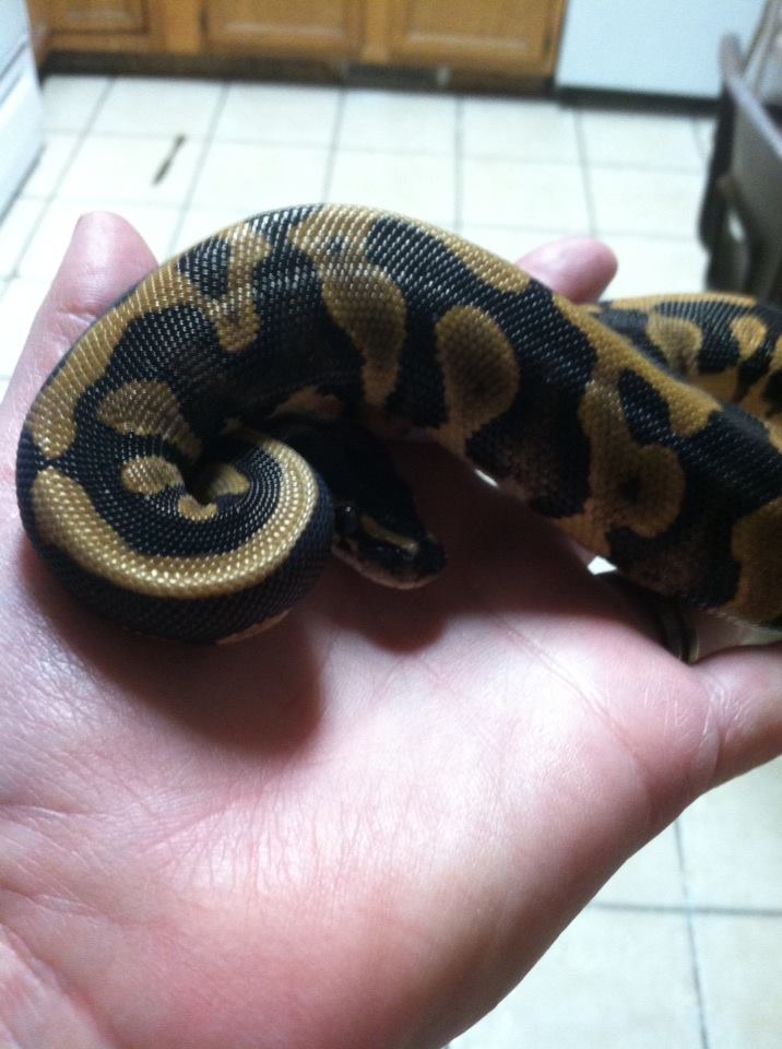 new leopard baby