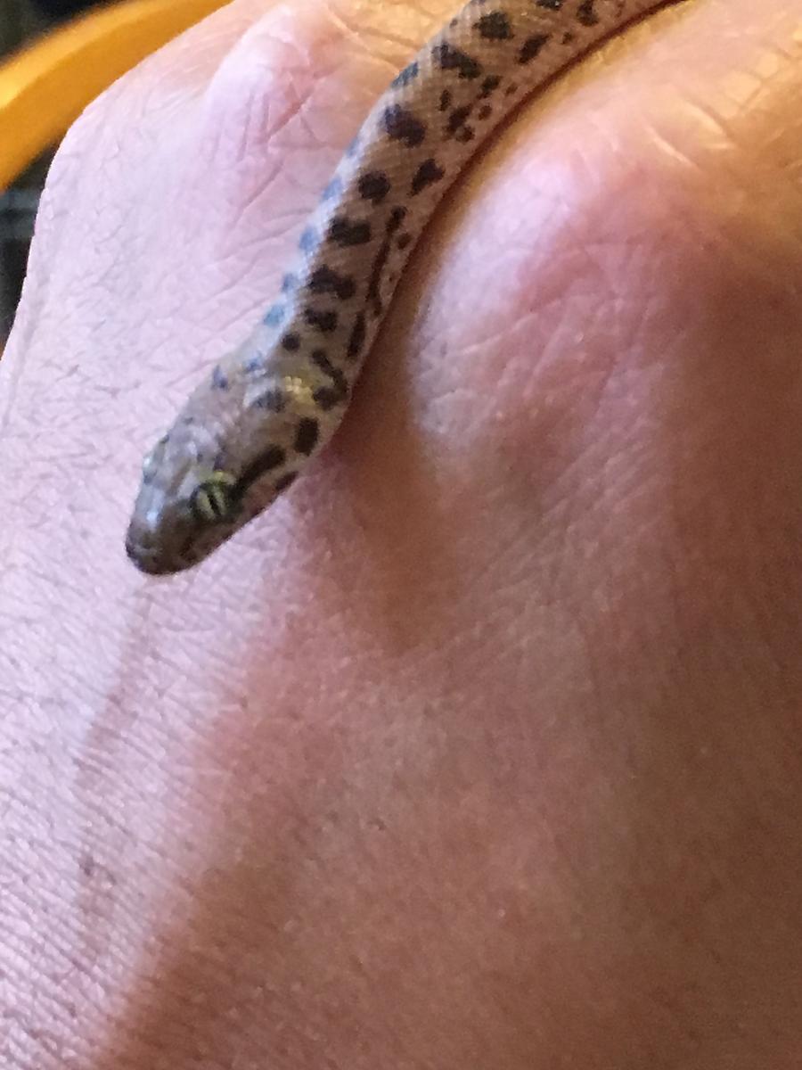 dottie up close