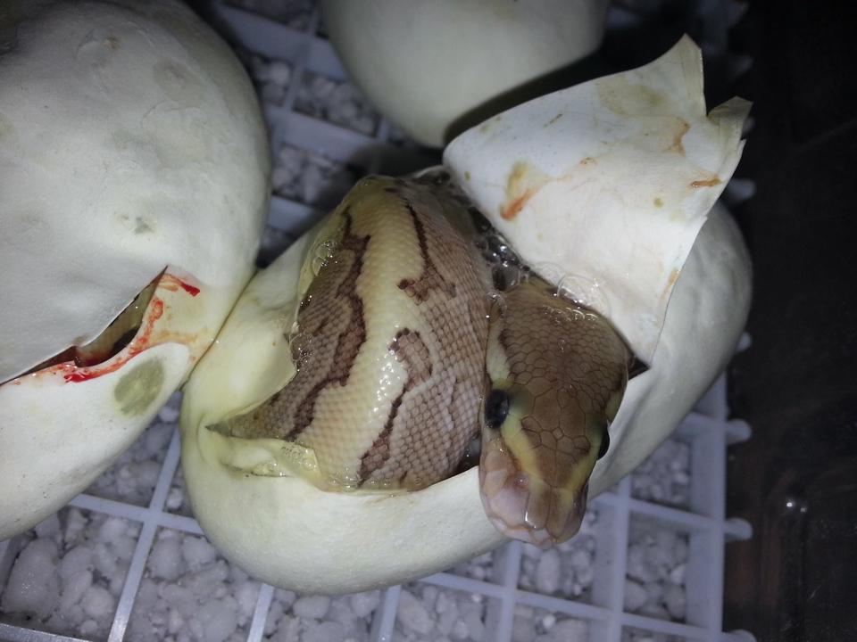 hatching