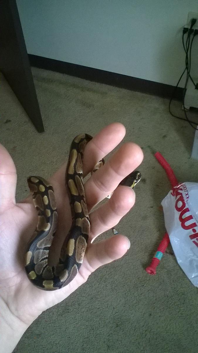 serpent