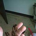 serpent