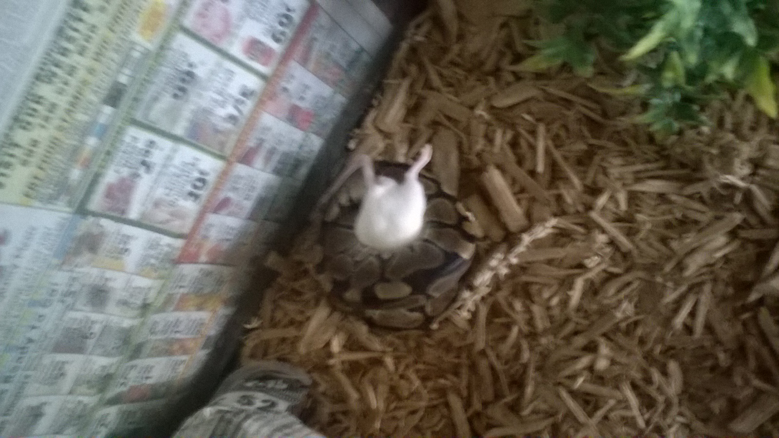 serpent