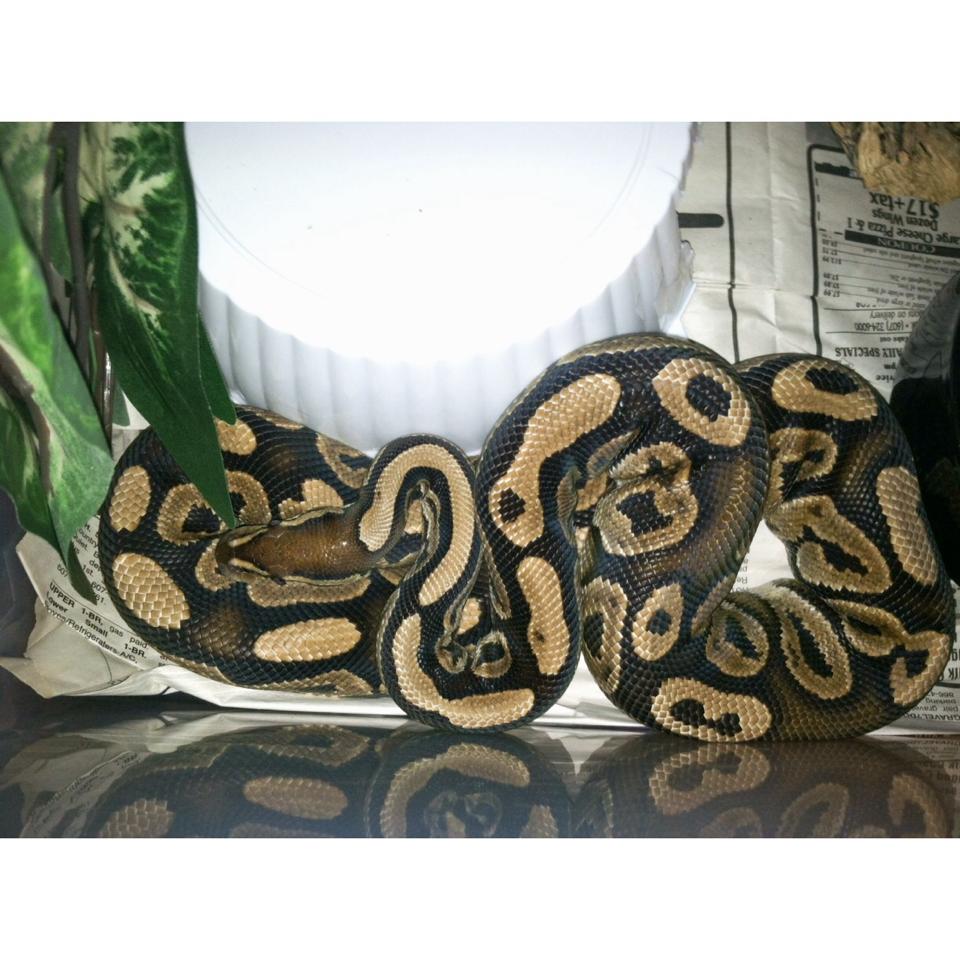 Leviathan