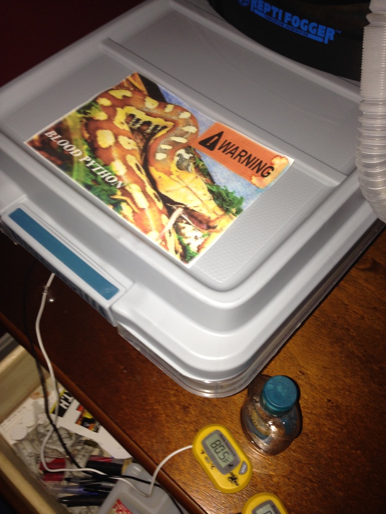 Blood Python setup
