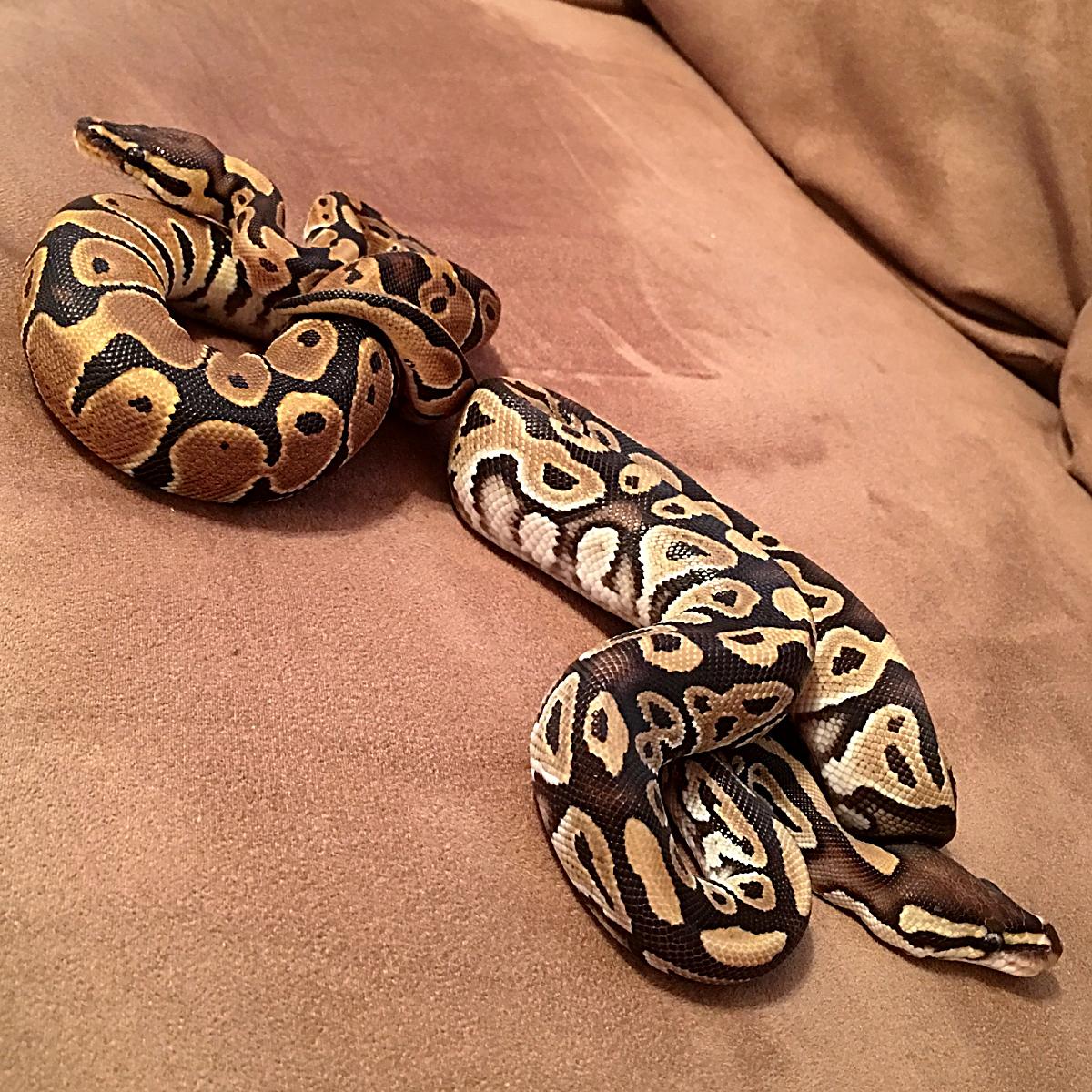 Nova (Left). Lien (Right)