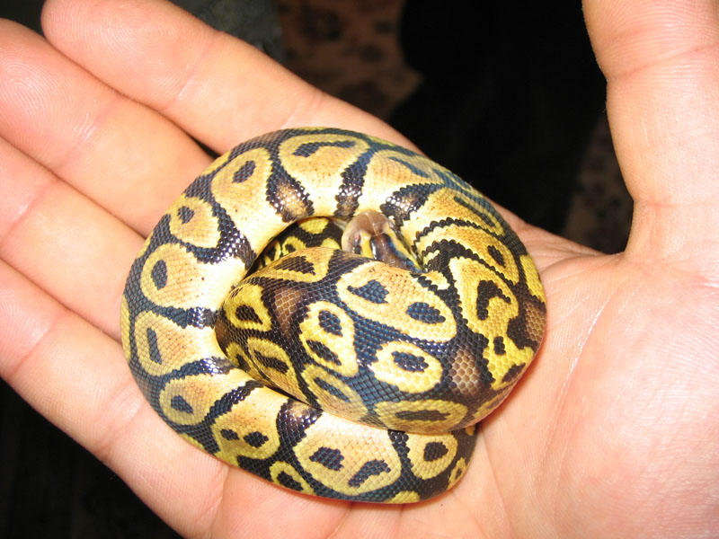 Neek, Pastel BP