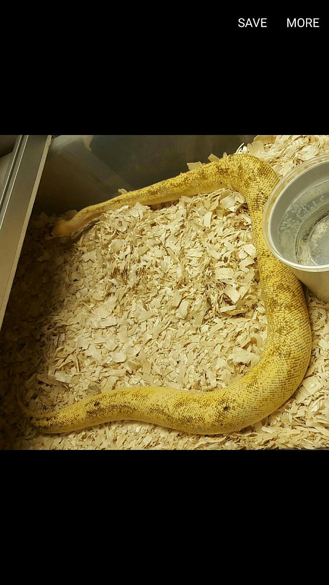 super pastel enchi champagne