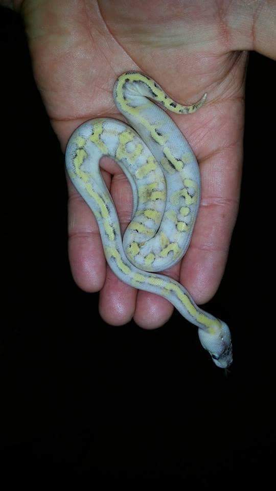 super pastel enchi champagne hatchling pics