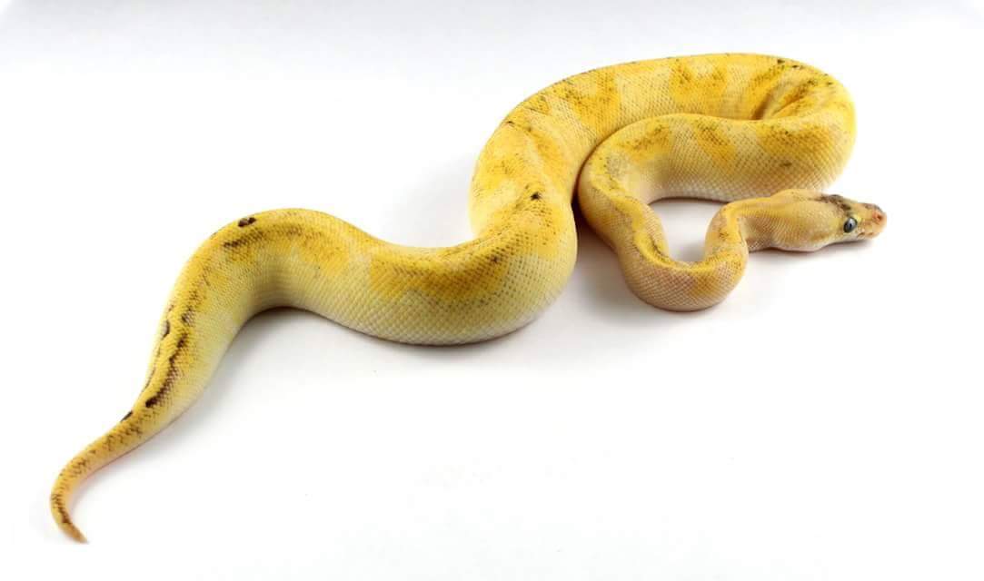 super pastel enchi champagne hatchling pics