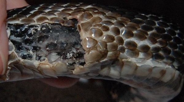 March 23, 2008 Black Rat Snake