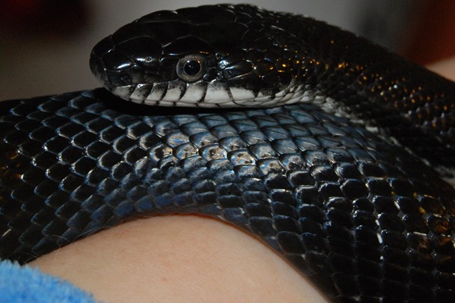 Black Rat Snake 4-9-08