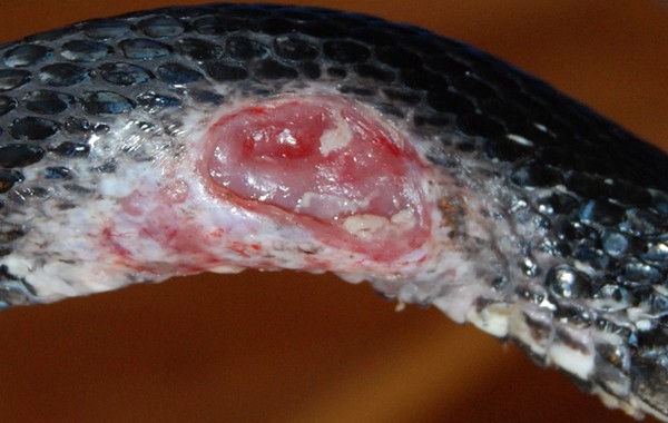 update - black rat snake shed - graphic photo warning