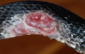 Black Rat Snake - 4-9-08