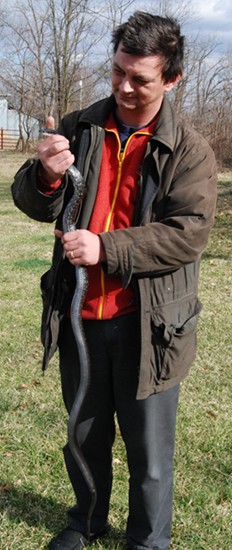 First Black Rat Snake Of The 2008 Season