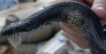 Black Rat Snake Infected Abcess
