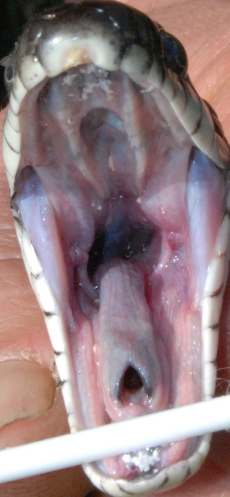 Inside Mouth Of Black Rat Snake