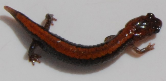 Salamander 040908