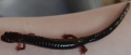 Salamander, 3/29/08