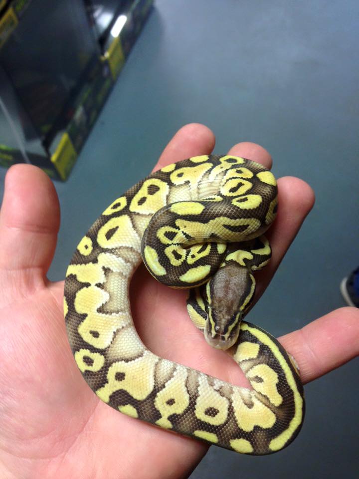 Seb