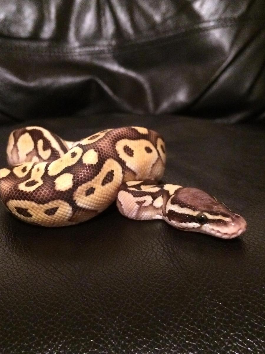 Seb
