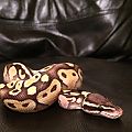 Seb