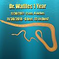 Dr Waffles 1 year  anniversary