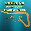 Dr Waffles 1 year  anniversary
