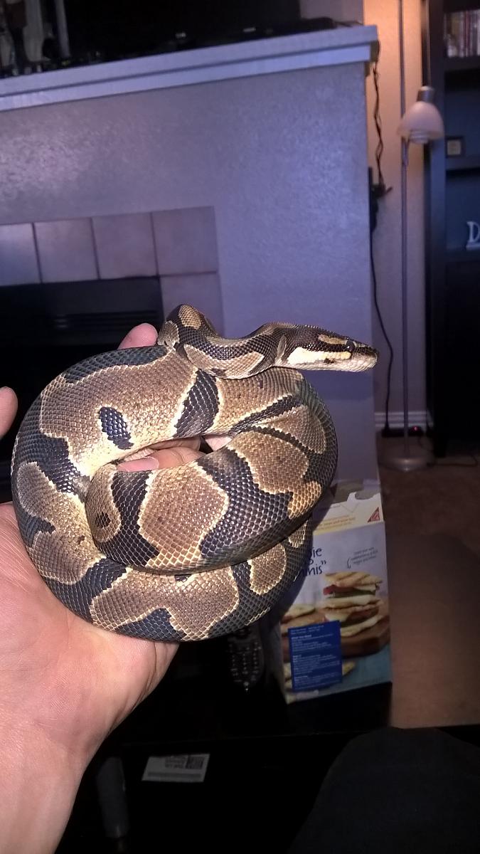 Obi