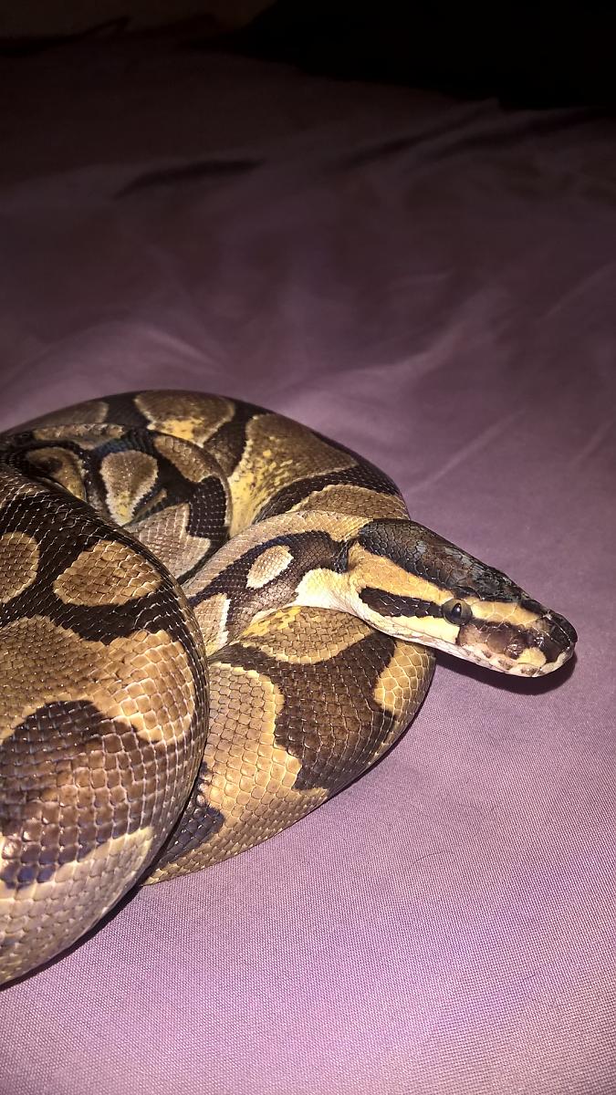 Enchi