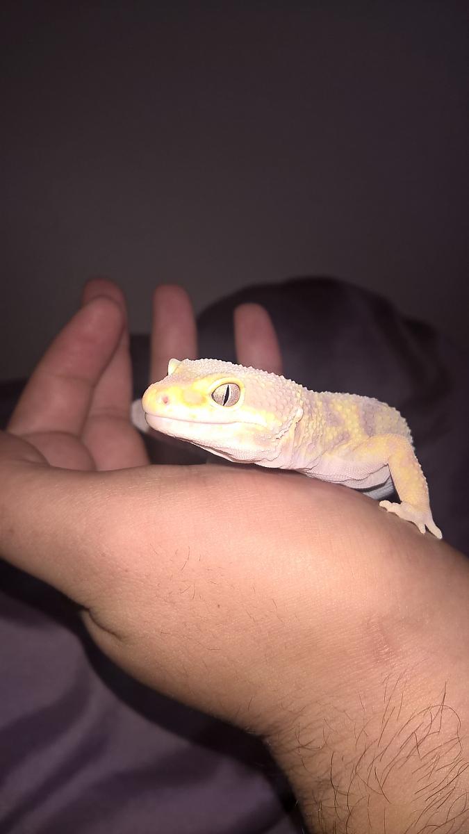 Gecko