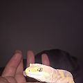 Gecko