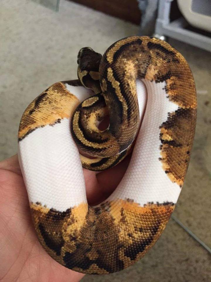 LittleFoot