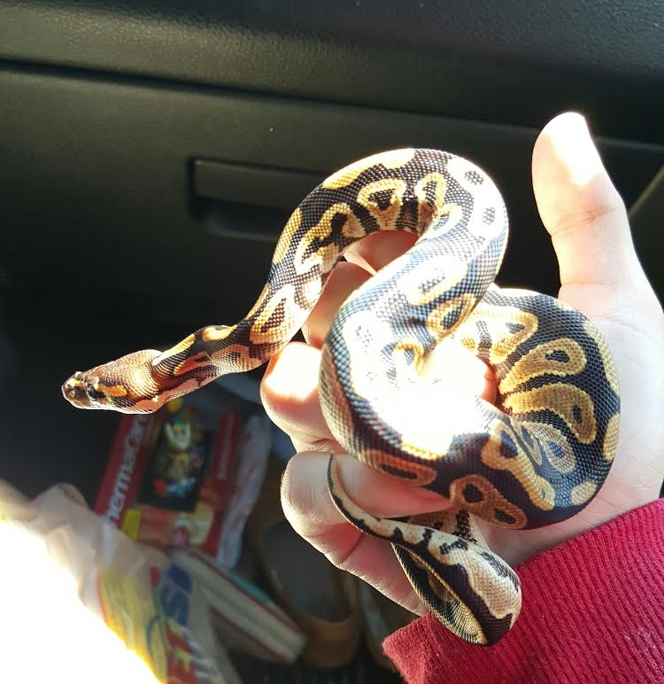 Winry's Ride Home