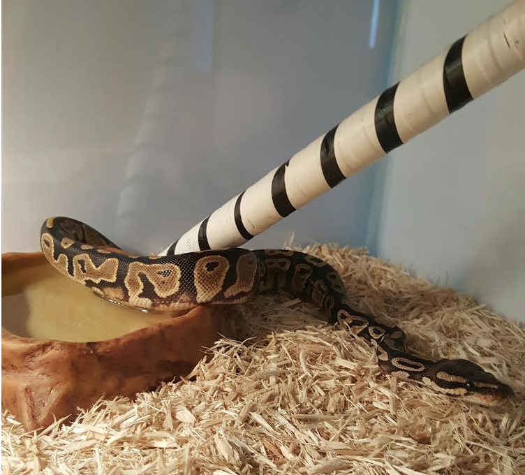 Explorin' the tank