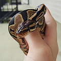 Curious lil face