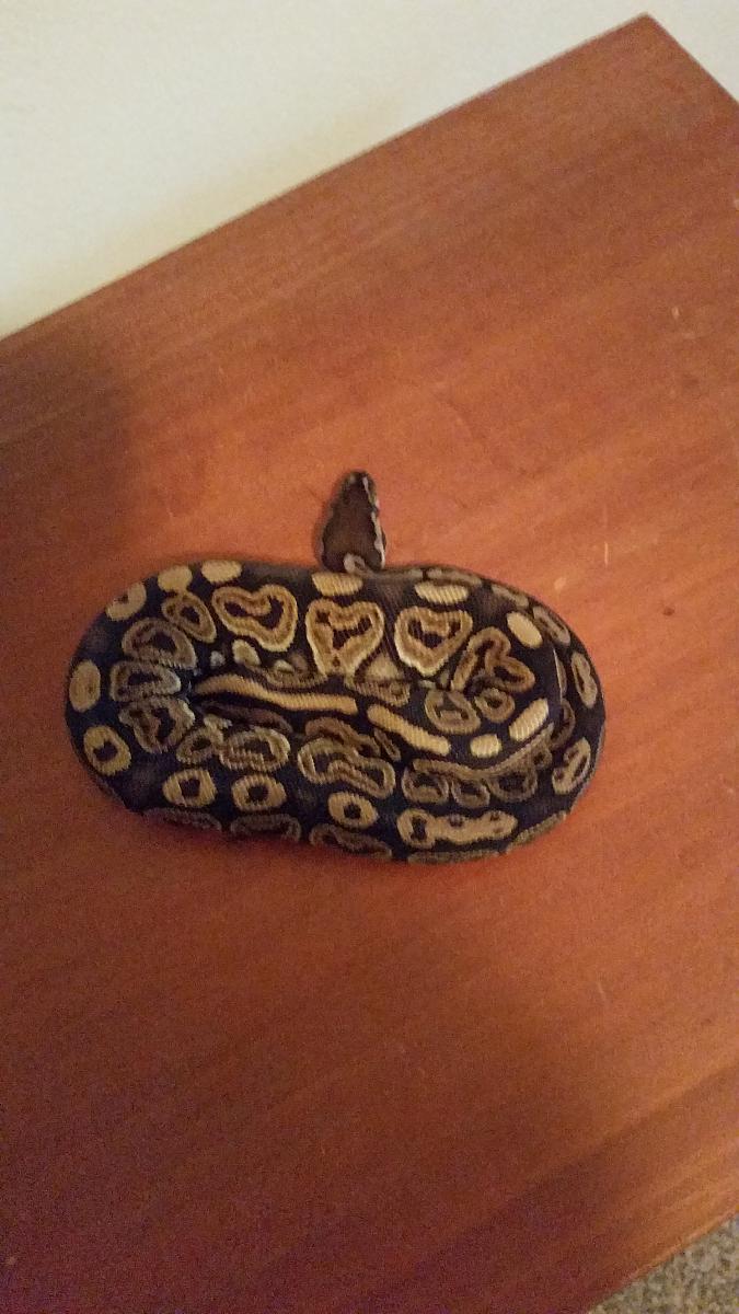 Black Pastel (Julius)