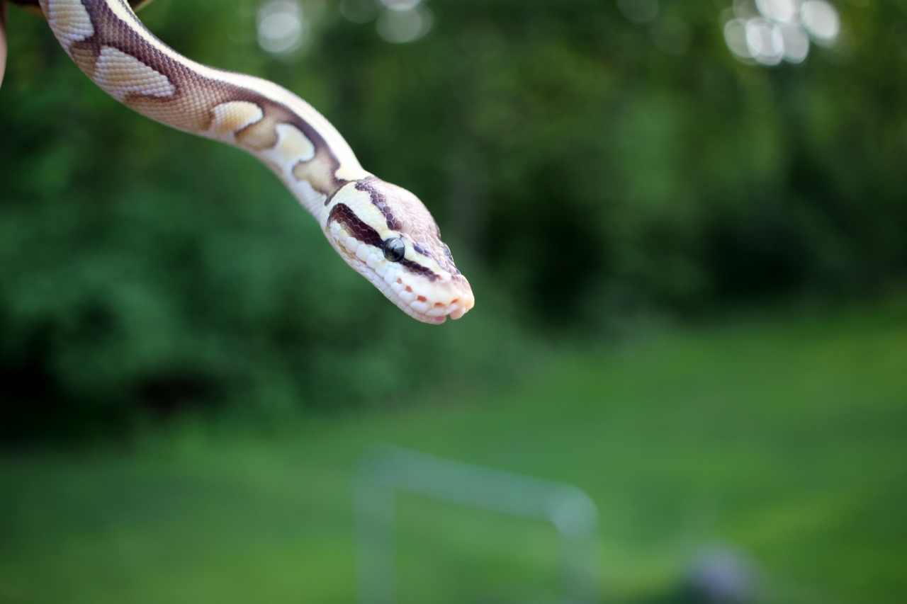 Pastel lesser