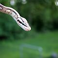 Pastel lesser