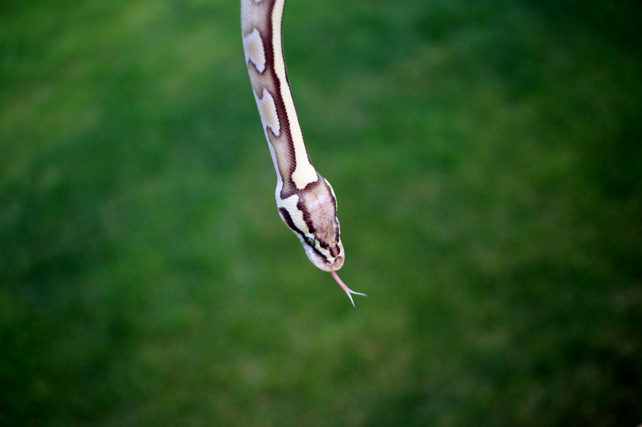 Pastel lesser